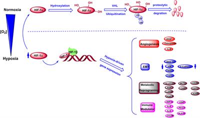 Hypoxia-Driven Immunosuppressive Metabolites in the Tumor Microenvironment: New Approaches for Combinational Immunotherapy